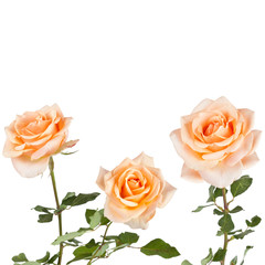 Beautiful  Rose Background