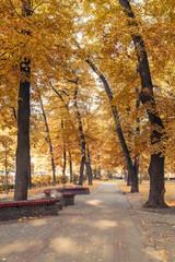 autumn city park in morning