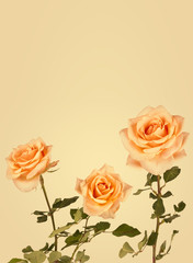 Vintage background with roses flowers. Retro backdrop