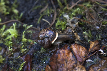 Snail after the rain