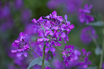 Fototapeta premium Beautiful spring flowers