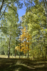 Obraz premium осенняя прогулка