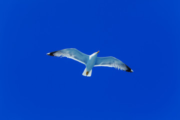 Flying Sea Gull in Blue Sky