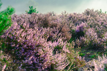purple heather in the field