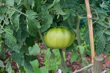 Belle tomate verte sur son pied dans un jardin