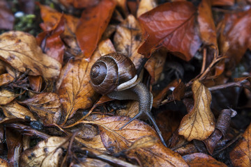 Snail on the leaves