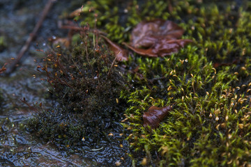 Wet moss and leaves