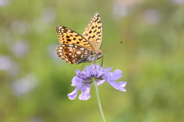 ミドリヒョウモンとマツムシソウ