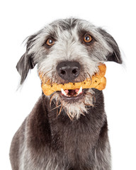 Dog Holding Bone Treat in Mouth