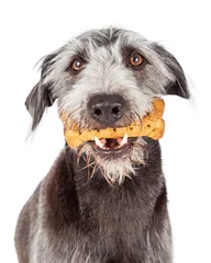 Papier Peint photo Chien Dog Holding Bone Treat in Mouth