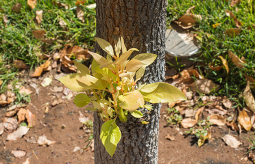 the tree put forth fresh leaf buds.
