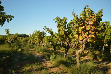 Fototapeta na wymiar vignes & raisins