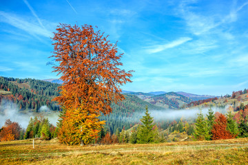 Fototapeta premium Colorful autumn landscape in the Carpathian mountains