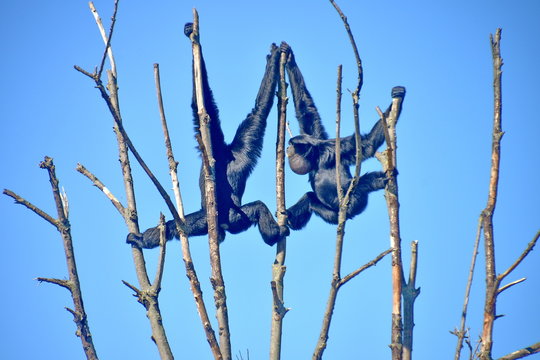 gibboni siamango in cima ad un albero, foto sequenza