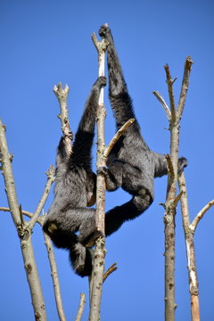 gibboni siamango in cima ad un albero, foto sequenza