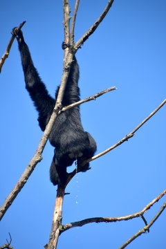 gibboni siamango in cima ad un albero, foto sequenza
