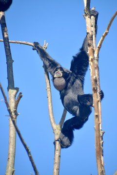 gibboni siamango in cima ad un albero, foto sequenza