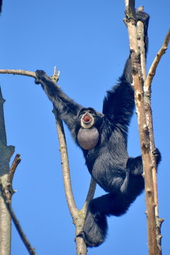 gibboni siamango in cima ad un albero, foto sequenza