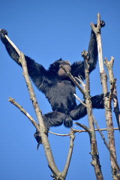 gibboni siamango in cima ad un albero, foto sequenza