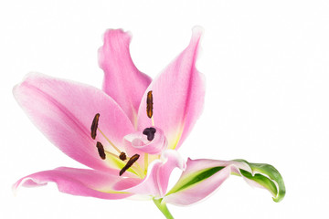 Imperfect pink oriental lily flower with deformed petals and sepal with green streak.