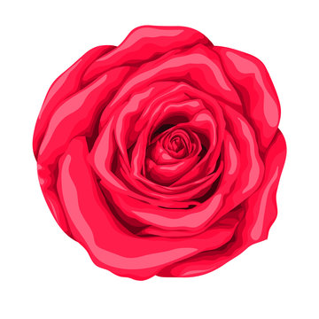 beautiful red rose isolated on white background.