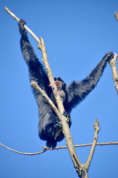 gibboni siamango in cima ad un albero, foto sequenza