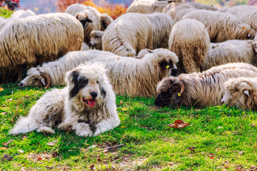 Dogs guard the sheep on the mountain pasture