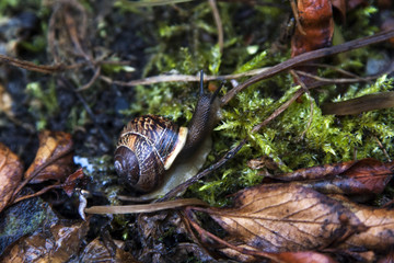Snail on moss and leaves