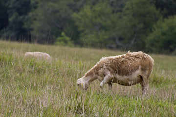 Ragged Grazing Sheep