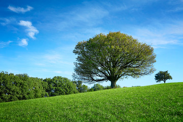 Fototapeta na wymiar Lonley old tree in meadow
