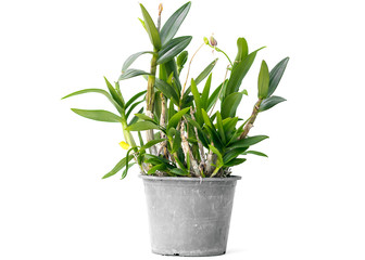 Orchid in the pots on white background