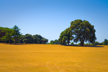 Oak tree  standing alone in a field