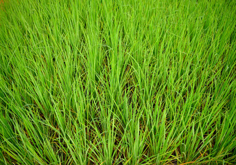 rice field