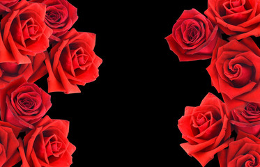 Red rose isolated on background.