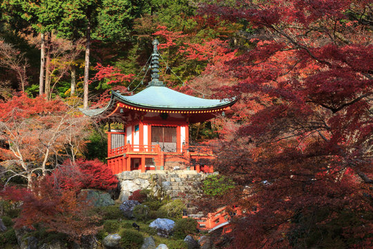 The leave change color of red in Daigoji Temple  japan.