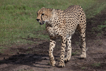 Fototapeta na wymiar Two Cheetahs hunting in Serengeti National park, Tanzania, Africa