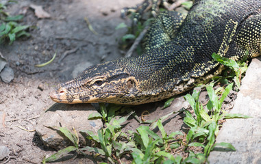 water monitor on nature bacnground