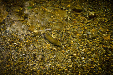 The swimming rainbow trout