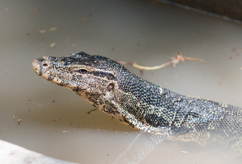 water monitor in water