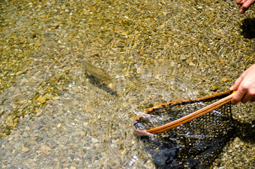 Rainbow trout back into the river