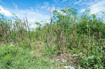 Obraz premium Trees cut background