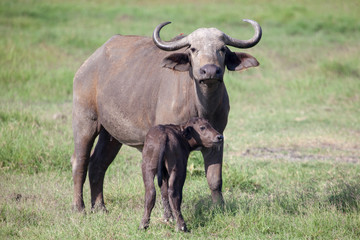 Obraz premium African buffalo (Cape buffalo) and calf on plain of Serengeti National Park, Tanzania,