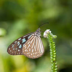 Obraz premium butterfly