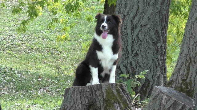 Border Collie dog breed in the autumn forest