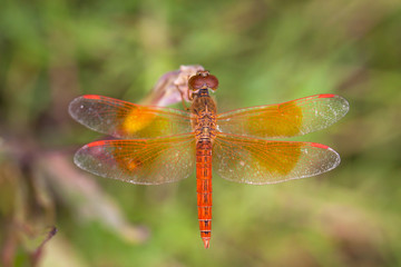 Dragonfly with flowers