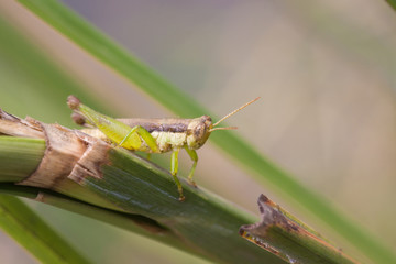 grasshopper