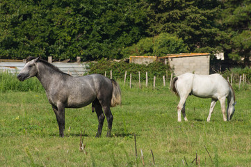 Obraz na płótnie Canvas White and Brown Camargue Horse in Camargue - Provence, France