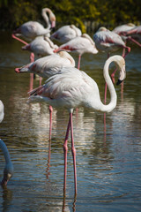 Pink Flamingo (Phoenicopterus ruber) in Camargue, France