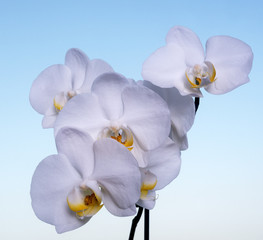 orchid flower