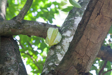 Carambola on the natural shade of the leaves.